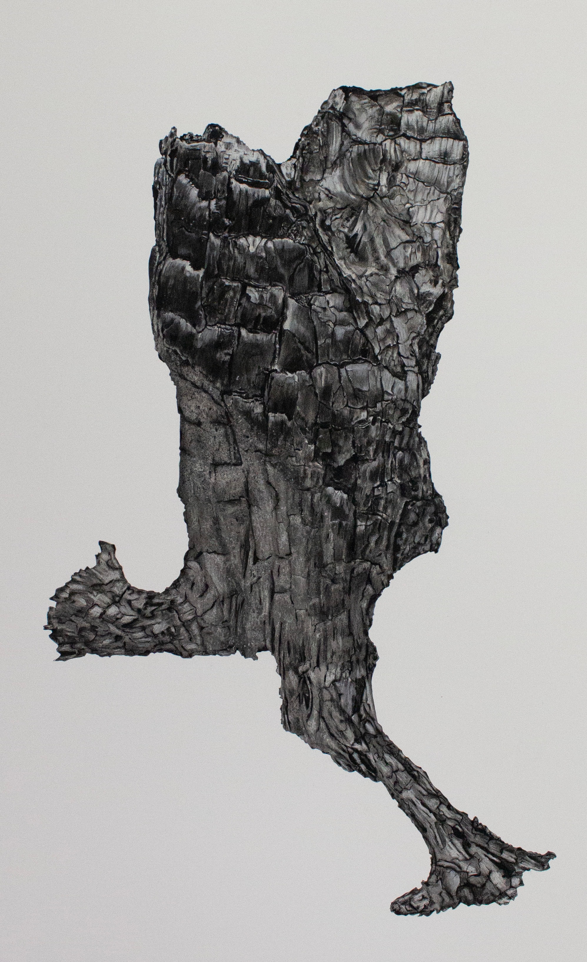 Forest Fragment Series