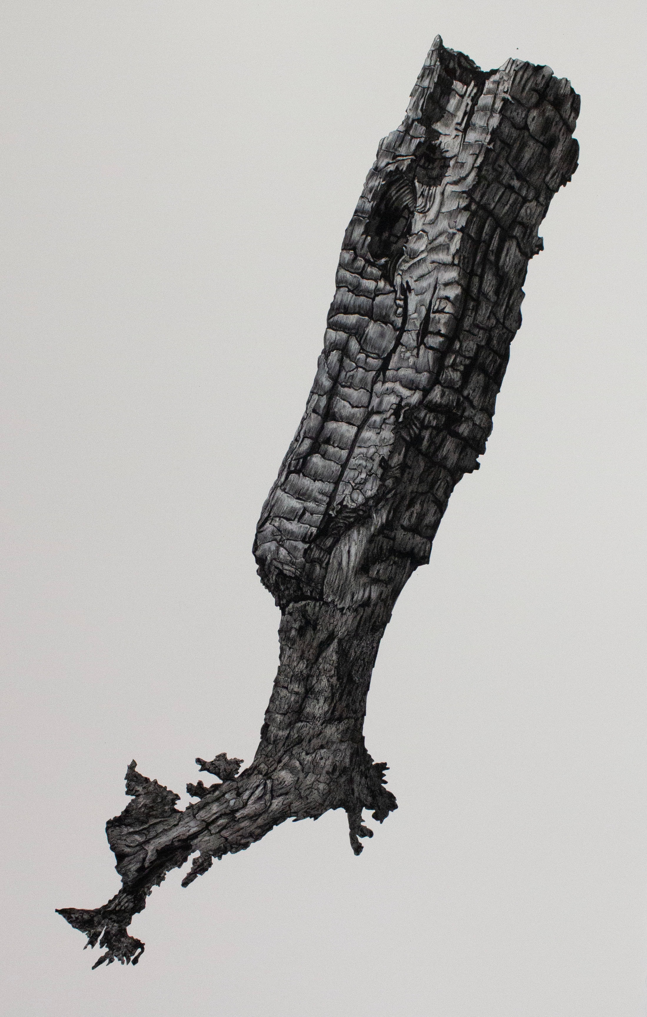 Forest Fragment Series